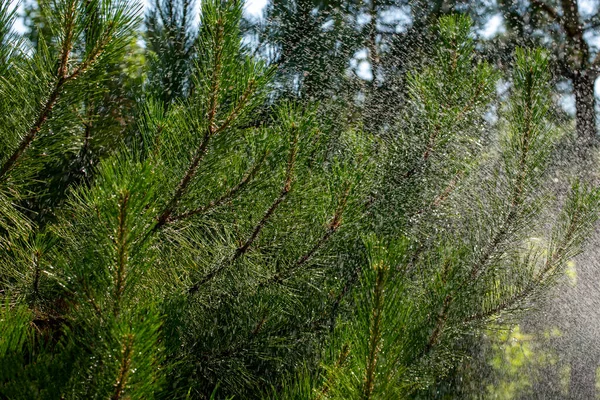 水しぶきを背景に松の枝の針 — ストック写真