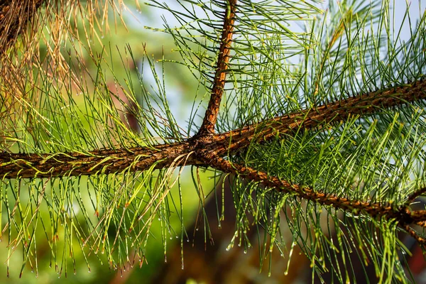 Kiefernzweig Den Strahlen Der Untergehenden Sonne — Stockfoto