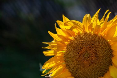 Sarı olgun ayçiçeği, koyu bir arka planda yakın plan.