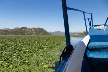Tekne, Skadar Gölü boyunca nilüferlerin arasında yol alır. Karadağ.