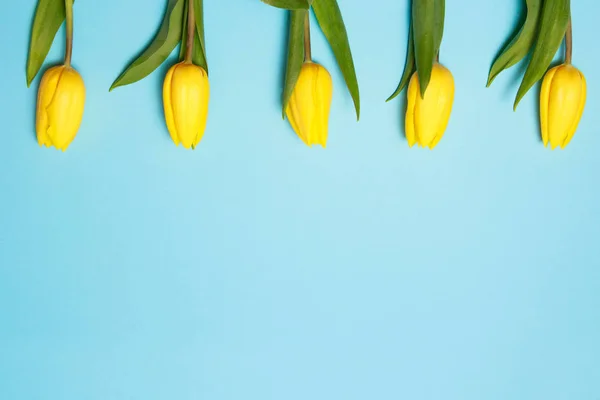 Fleurs printanières. Tulipes jaunes sur fond bleu vue du dessus copier la frontière de l'espace — Photo