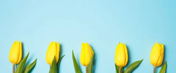 Fleurs printanières. Tulipes jaunes sur fond bleu vue du dessus copier la frontière de l'espace — Photo