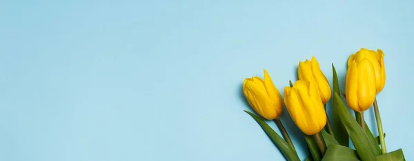 Ramo de tulipanes amarillos sobre fondo azul. Concepto primavera . —  Fotos de Stock