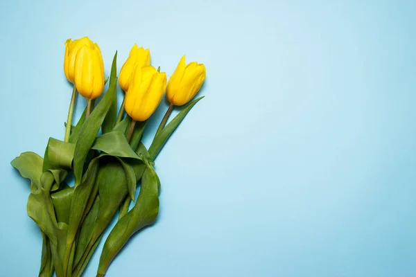 Bouquet de tulipes jaunes sur fond bleu — Photo