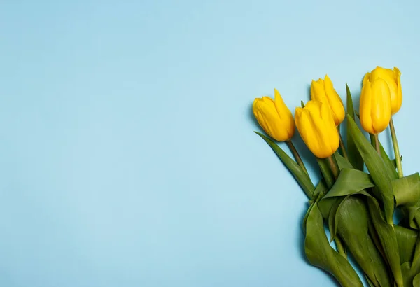 Bouquet de tulipes jaunes sur fond bleu — Photo