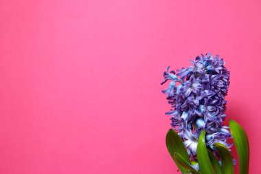 Kopya alanı ile pembe arka plan üzerinde yeşil yaprakları ile mor sümbül çiçeği.