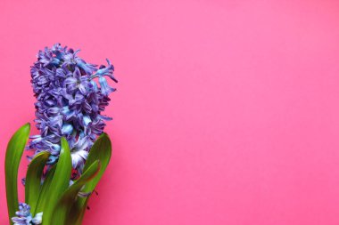 Kopya alanı ile pembe arka plan üzerinde yeşil yaprakları ile mor sümbül çiçeği.