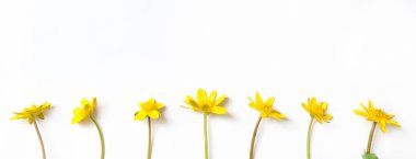 Çiçek bileşimi. Beyaz arka planda sarı çiçekler. Düz yatıyordu, üst görünüm, afiş