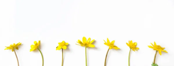 Composition florale. Fleurs jaunes sur fond blanc. Pose plate, vue du dessus, bannière — Photo