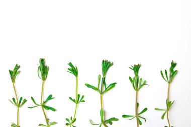 Yeşil dallar ve yapraklar beyaz zemin üzerine çerçeve. Düz yatıyordu, en iyi görünümü.