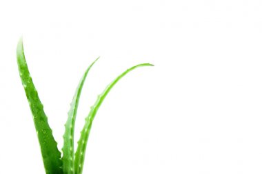 Fresh aloe vera leaves with water drops on white background clipart