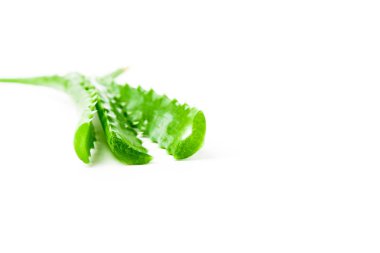 Taze aloe vera su damlaları ile beyaz zemin üzerine bırakır.