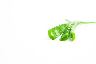 Taze aloe vera su damlaları ile beyaz zemin üzerine bırakır.