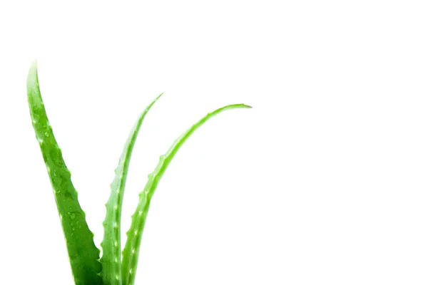 Frische Aloe Vera Blätter mit Wassertropfen auf weißem Hintergrund — Stockfoto