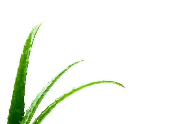 흰색 바탕에 물 방울과 신선한 알로에 베라 잎 — 스톡 사진