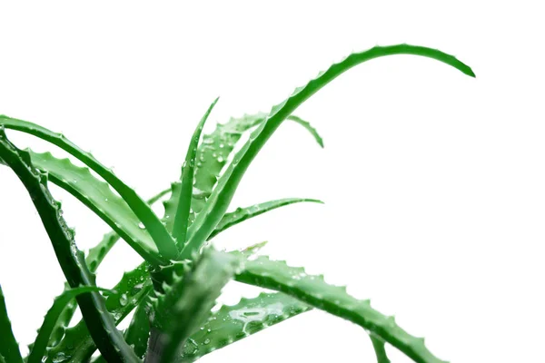 Hojas frescas de aloe vera con gotas de agua sobre fondo blanco —  Fotos de Stock