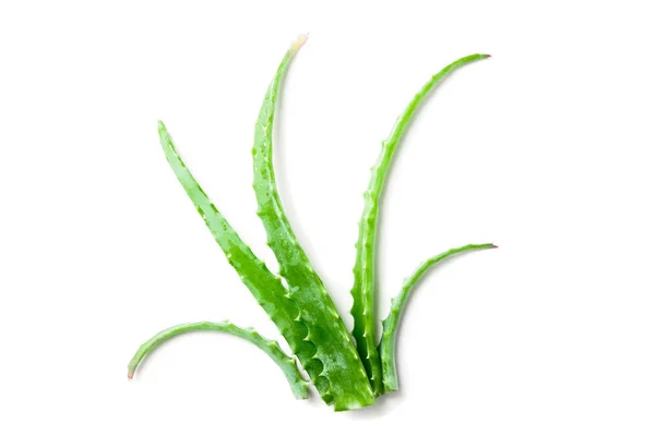 Foglie fresche di aloe vera con gocce d'acqua su sfondo bianco — Foto Stock