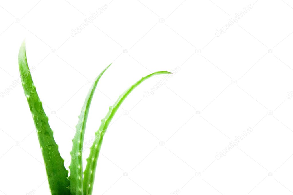 Fresh aloe vera leaves with water drops on white background