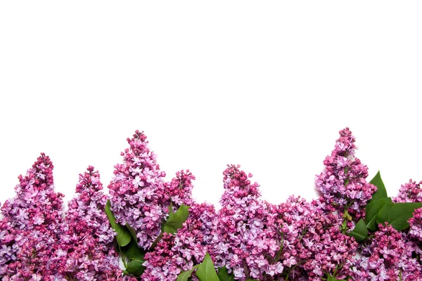 Beyaz izole Lila çiçek çiçeklenme