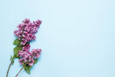 Mavi arka planda bahar leylak çiçekleri. Üst görünüm, kopyalama alanı