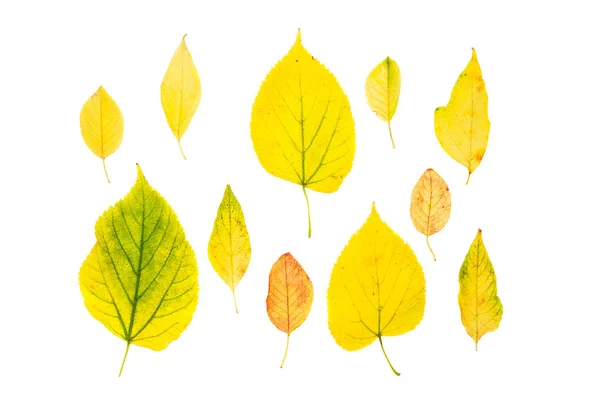 Colección hermosas hojas de otoño de colores aislados sobre fondo blanco. Vista superior, plano . — Foto de Stock