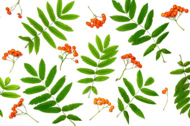 Sonbahar kompozisyon. Desen beyaz arka planda Rowan çilek yapılmış. Autumn, sonbahar konsepti. Düz yatıyordu, üst görünüm.
