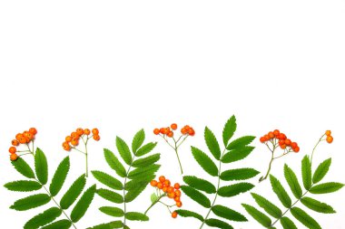 Desen beyaz arka planda Rowan çilek yapılmış. Autumn, sonbahar konsepti. Düz yatıyordu, üst görünüm.