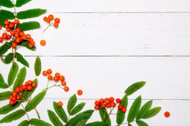 Sonbahar kompozisyon. Beyaz ahşap arka planda Rowan çilek çerçevesi. Autumn, sonbahar konsepti. Düz yatıyordu, üst görünüm.