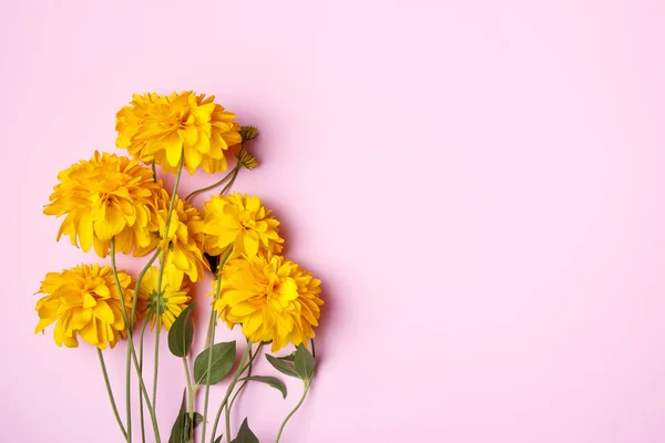 Crisantemos amarillos sobre fondo rosa. Fondo para saludos, tarjetas en colores pastel suaves . — Foto de Stock