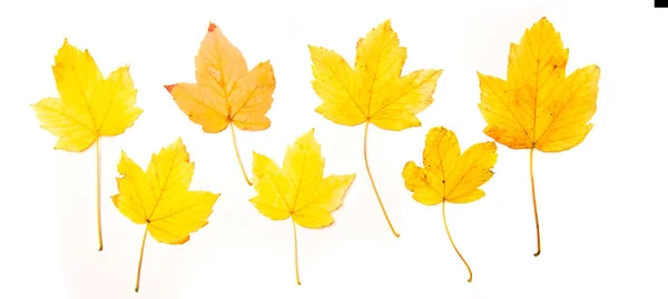 Colección hermosas hojas de arce de otoño de colores aislados sobre fondo blanco. Vista superior, plano . — Foto de Stock