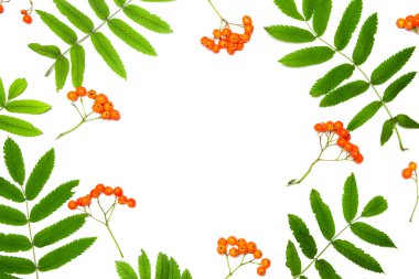 Beyaz arka planda Rowan çilek çerçevesi. Autumn, sonbahar konsepti. Düz yatıyordu, üst görünüm.