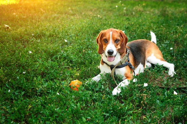 Sevimli beagle köpek topu ile yeşil çim üzerinde yatıyor. Oyun ve yürüyüş köpek kavramı.