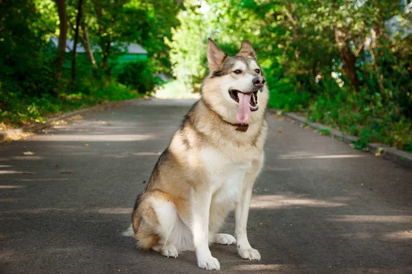 Bir parkta yolda oturan mutlu bir malamute köpek portresi. Köpek kavramı yürüyüş. — Stok fotoğraf