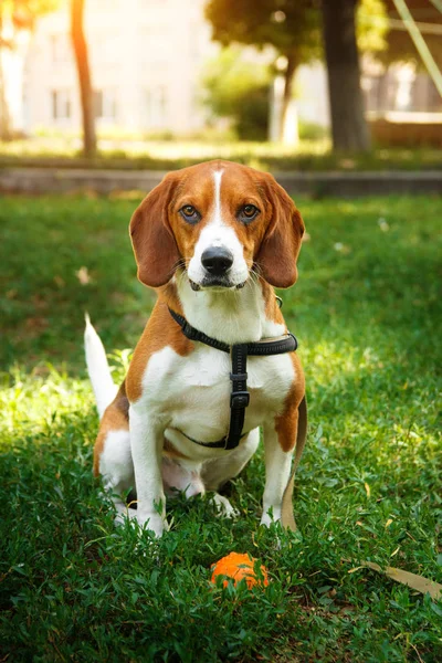 Sevimli beagle köpek topu ile yeşil çim üzerinde oturan. Oyun ve yürüyüş köpek kavramı.