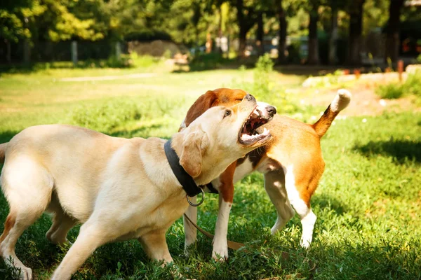 Two agressive dogs. Dog attack. Labrador and beagle fighting outdoors.