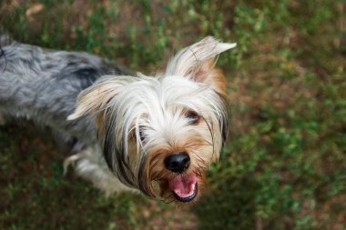 Yorkshire Teriyeri parkta çimlerin üzerinde kameraya bakıyor. Bir köpek konseptiyle yürümek