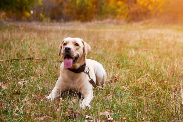 Sonbahar ormanında Labrador av köpeği sarısı. Yürüyüş köpek konsepti