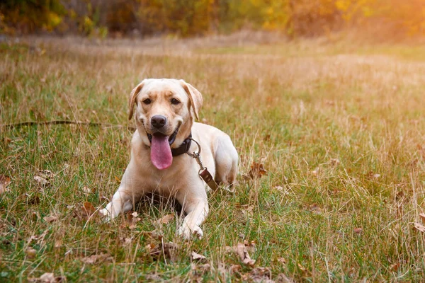 Labrador retriever yellow dog in autumn forest. Walk dog concept — Stock Photo, Image