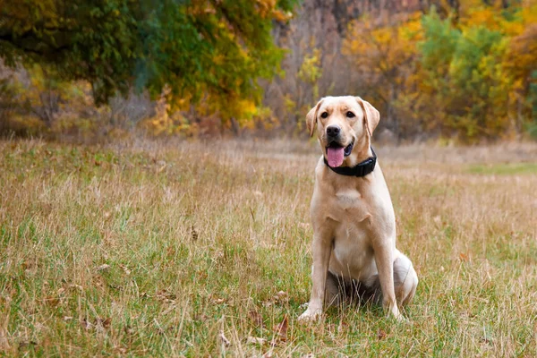 Labrador retriever yellow dog in autumn forest. Walk dog concept — Stock Photo, Image