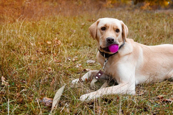 Labrador retriever yellow dog with ball lies in autumn forest. Walk dog concept — Stock Photo, Image