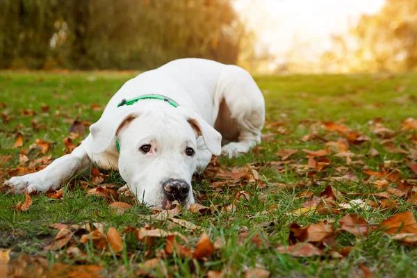 Dogo Argentino sonbahar parkında çimlerin üzerinde uzanıyor. Köpek arkaplanı