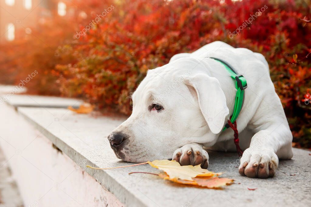 Dogo argentino lies on grass in autumn park near red leaves. Canine background