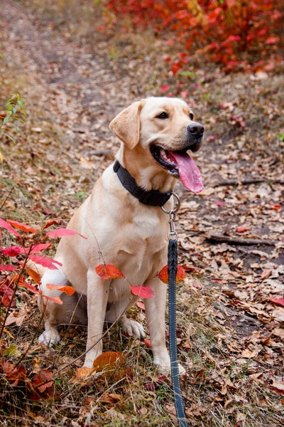 Labrador retriever yellow dog in autumn forest near red leaves . Walk dog concept