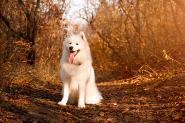 Samoyed Dog sonbahar ormanında oturuyor. Köpek arka planı. Yürüyüş köpek konsepti.