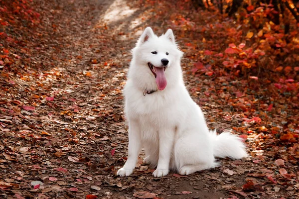 Samoyed Dog sonbahar ormanında kırmızı yaprakların yanında oturuyor. Köpek arka planı. Yürüyüş köpek konsepti.