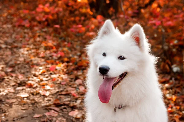 紅葉の近くの秋の森の中で同じ犬の肖像画。犬の背景色犬の散歩のコンセプト — ストック写真