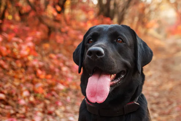 Portrait of a beautiful black labrador retriever against an autumnal forest. Canine background. Close up — Stock Photo, Image