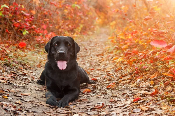 Beautiful black labrador retriever lies against an autumnal forest. Canine background — Stock Photo, Image