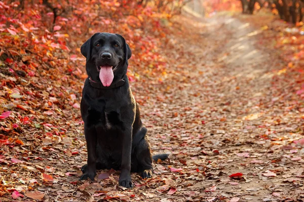 Güzel siyah labrador Retriever bir sonbahar ormanının karşısında oturuyor. Köpek arkaplanı