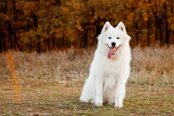 Sonbahar parkında Samoyed Dog portresi. Köpek arka planı. Yürüyüş köpeği konsepti. Boşluğu kopyala.